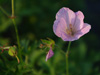 Bodziszek Geranium clarkei 'Kashmir Pink'